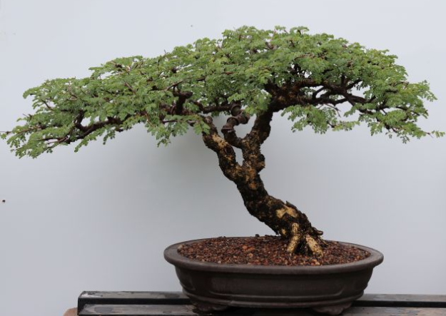 Bonsai Nursery