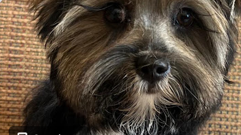 Beauty & the Tramp Doggy Boutique