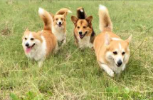 Pin Oaks Kennels