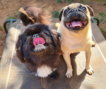 Best Friends Pet Lodge